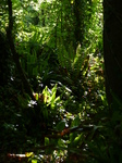 FZ029281 Ferns.jpg